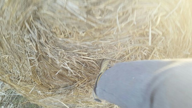 KakaoTalk_20160328_175816087.jpg